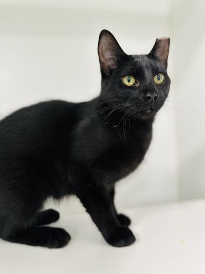 Enlarge Curiosity, a Adoptable mixed breed in Traverse City, MI image 3/3