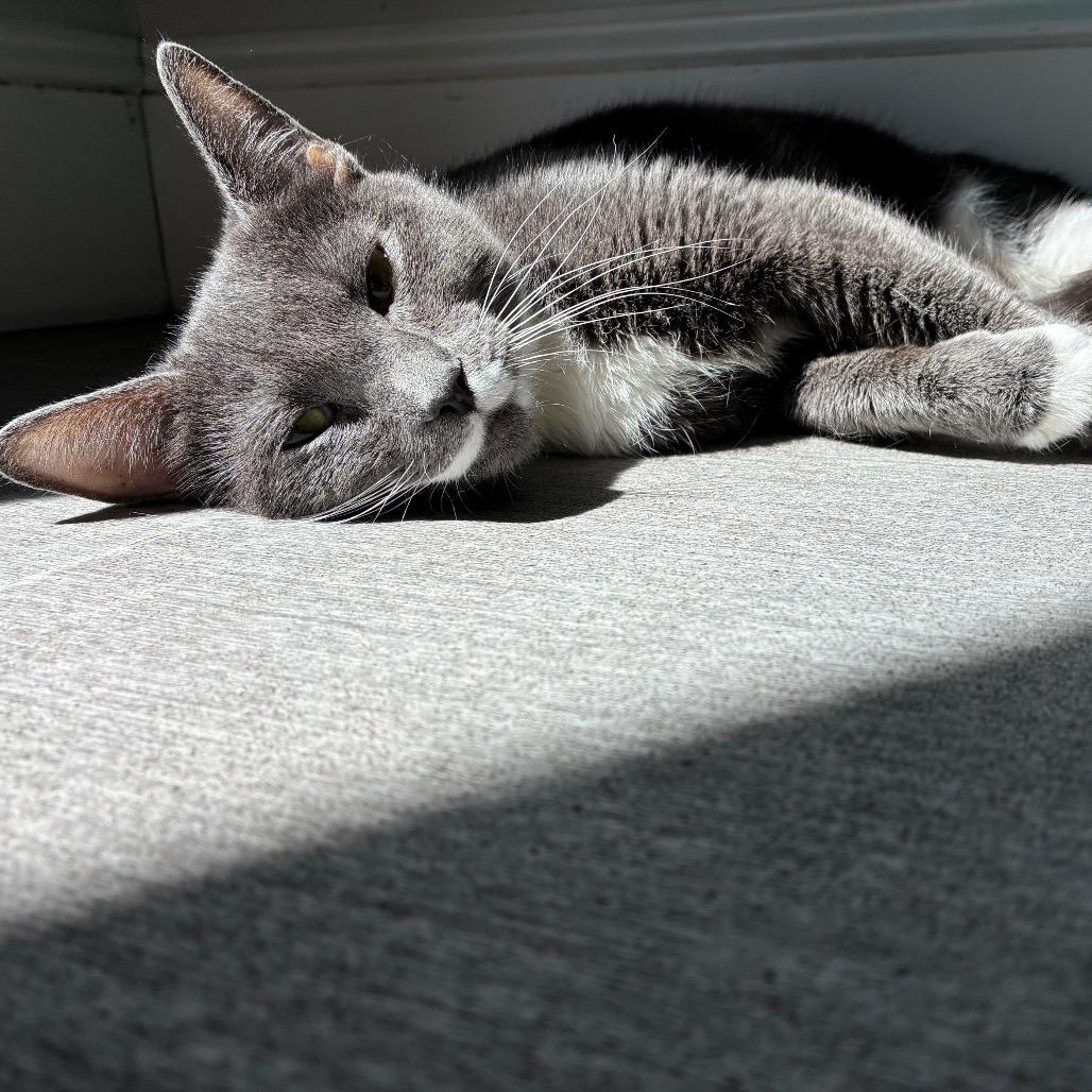 Alaska, Adoptable, Young Female Domestic Short Hair.