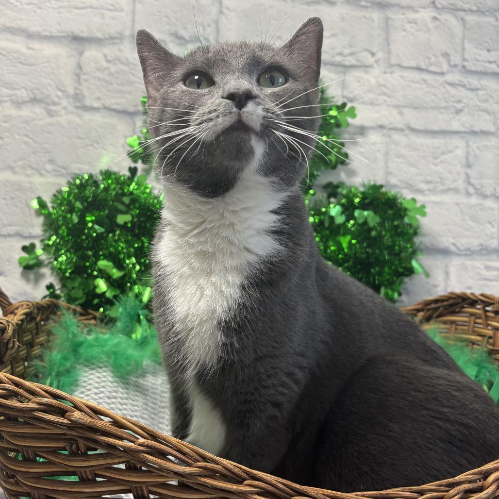 Enlarge Alaska, a Adoptable Domestic Short Hair in Harrisonburg, VA image 1/5