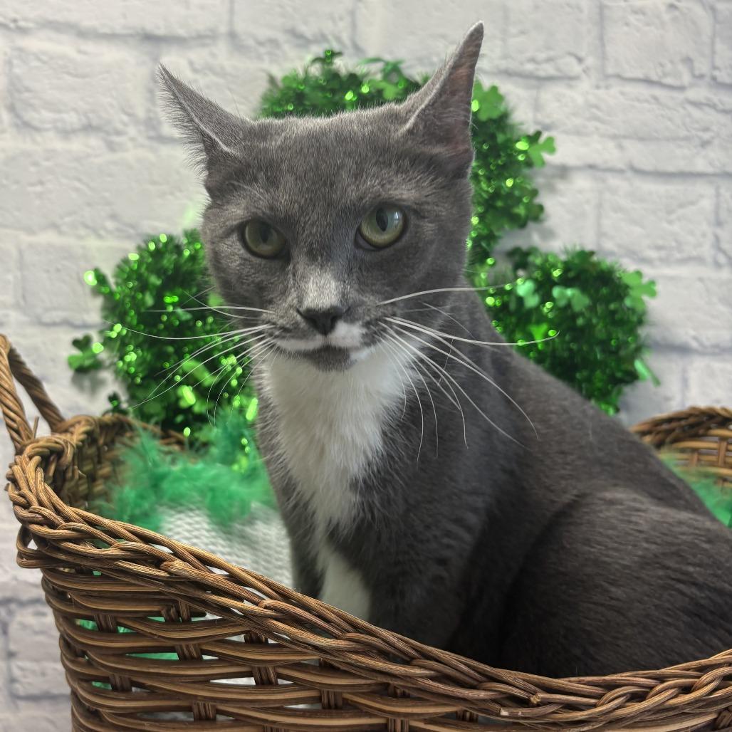 Enlarge Alaska, a Adoptable Domestic Short Hair in Harrisonburg, VA image 2/5