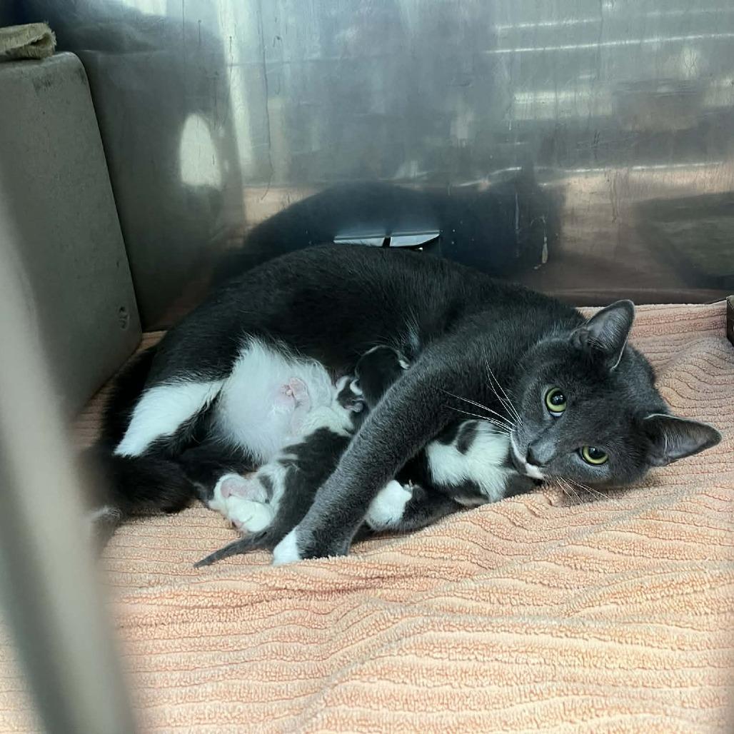 Enlarge Alaska, a Adoptable Domestic Short Hair in Harrisonburg, VA image 3/5