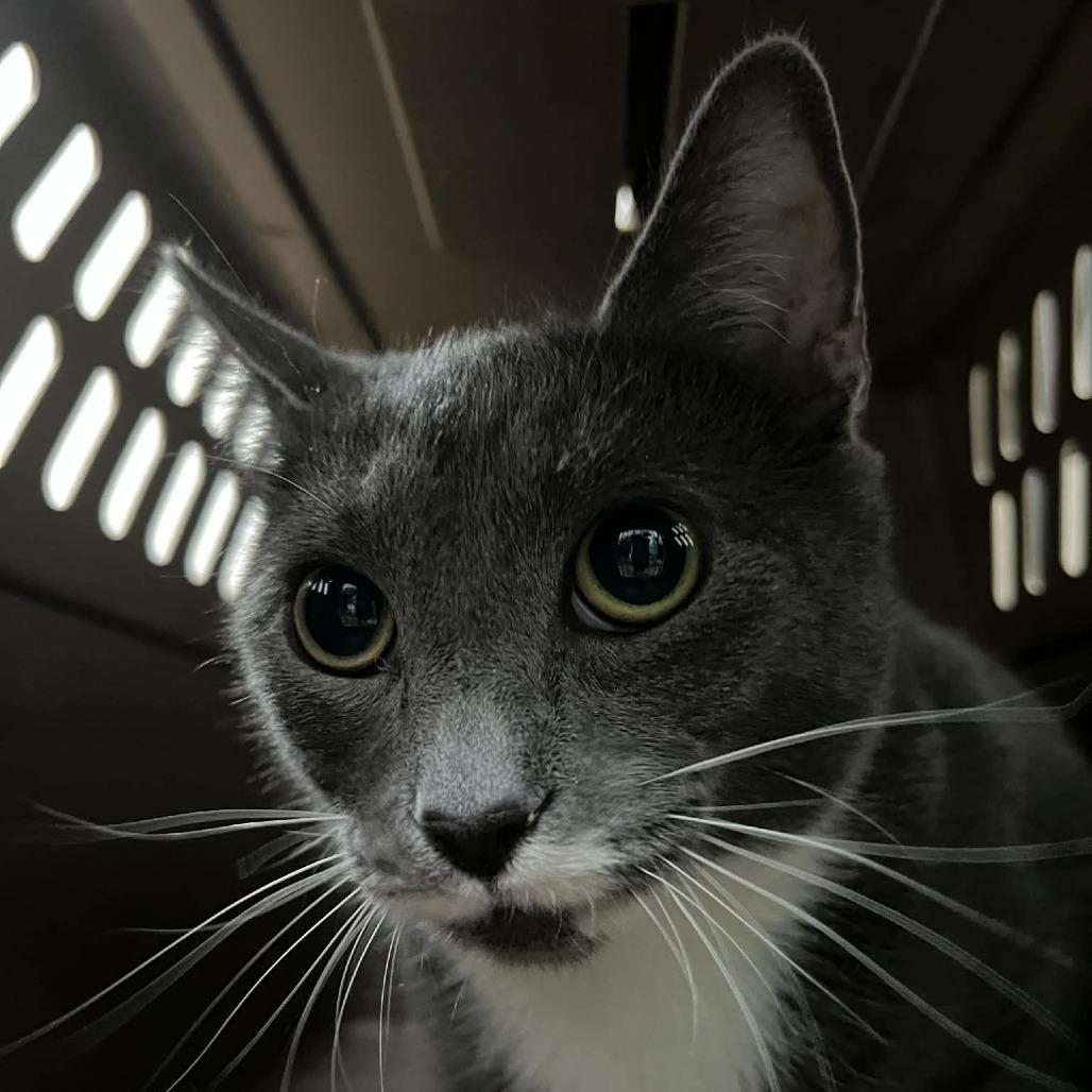 Enlarge Alaska, a Adoptable Domestic Short Hair in Harrisonburg, VA image 4/5