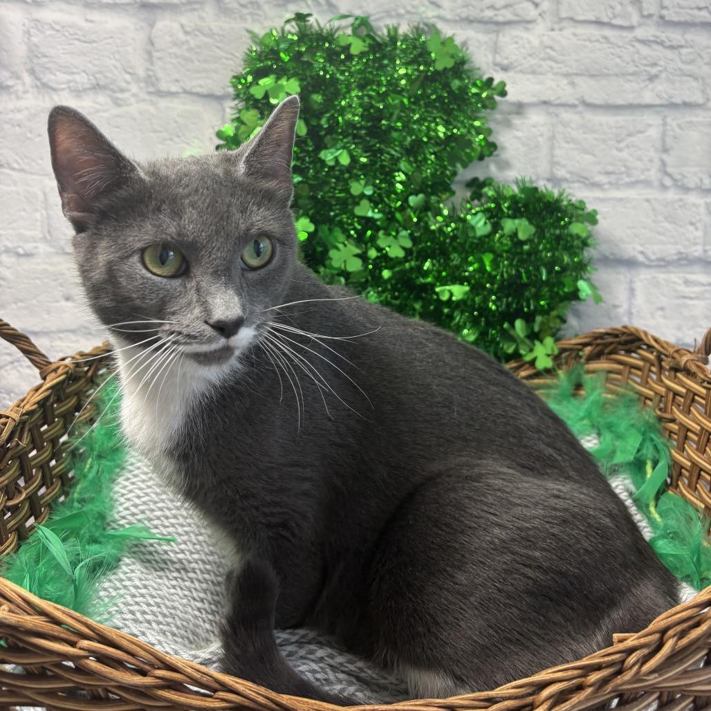 Enlarge Alaska, a Adoptable Domestic Short Hair in Harrisonburg, VA image 5/5