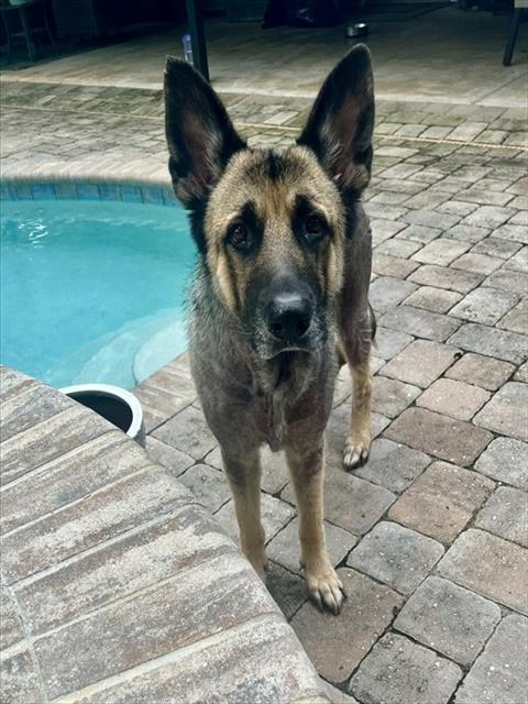 Enlarge BAILEY, a Adoptable German Shepherd Dog in Fort Walton Beach, FL image 1/1