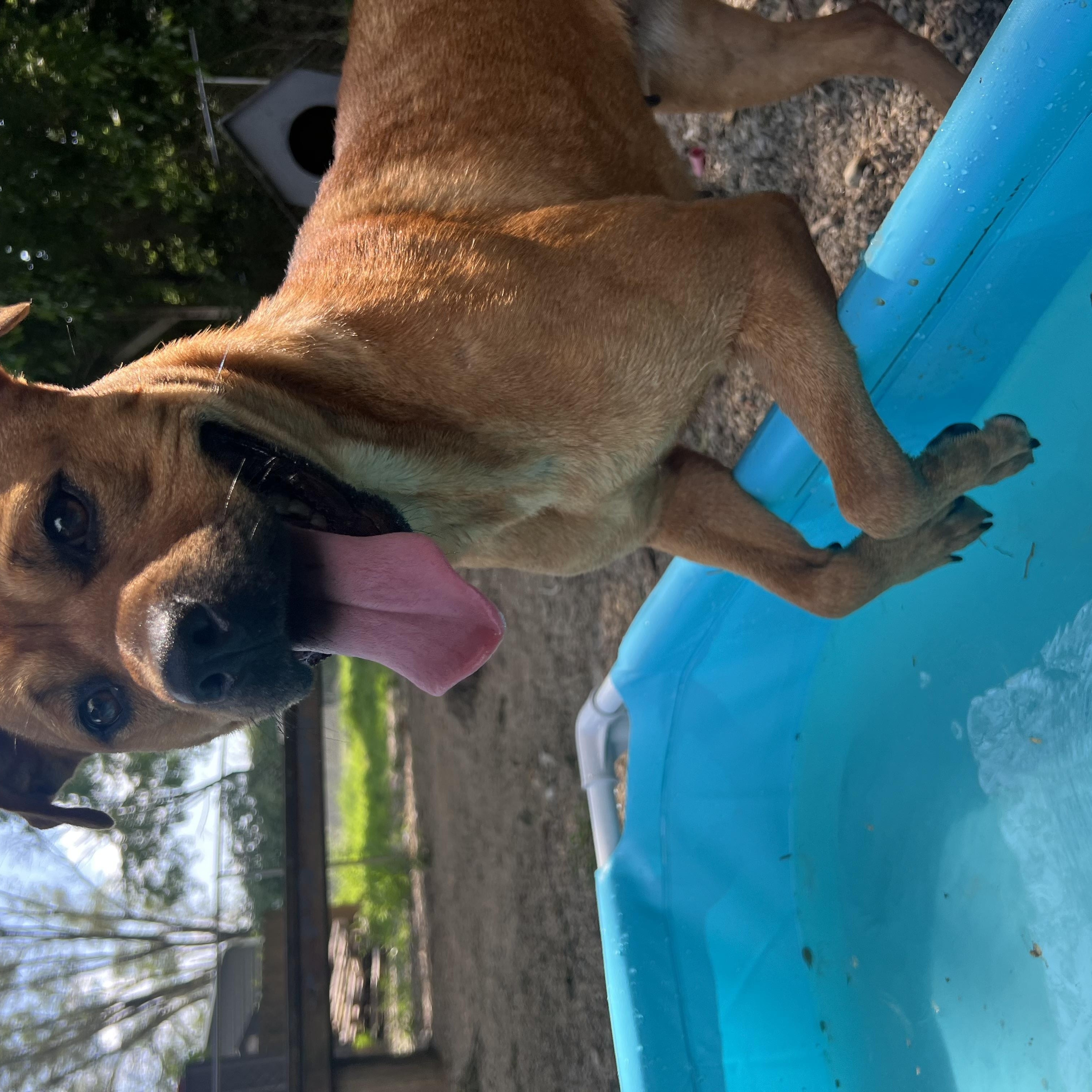 Sunny, Adoptable, Adult Female American Staffordshire Terrier & Mountain Cur.