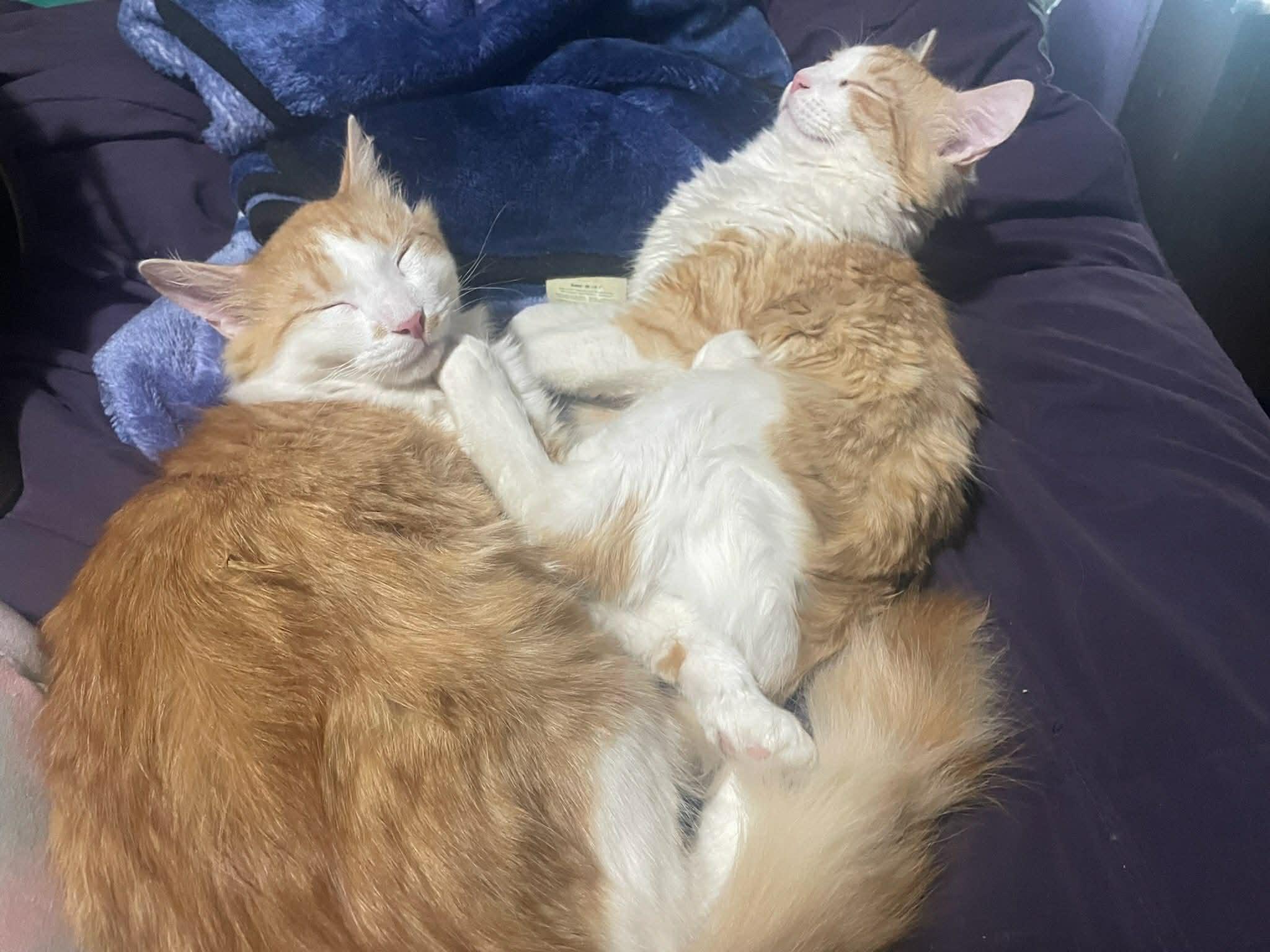 Enlarge Crepes & Flapjacks- BONDED PAIR, an adopted Domestic Long Hair in Woodstock, CT image 2/4