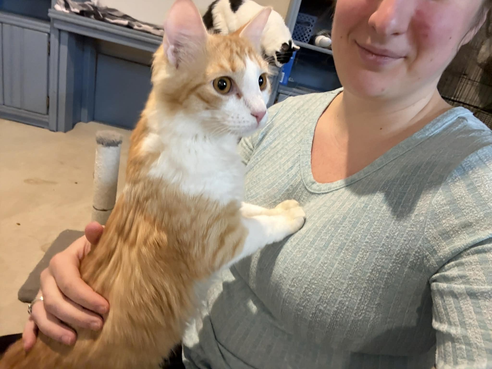 Enlarge Crepes & Flapjacks- BONDED PAIR, an adopted Domestic Long Hair in Woodstock, CT image 3/4