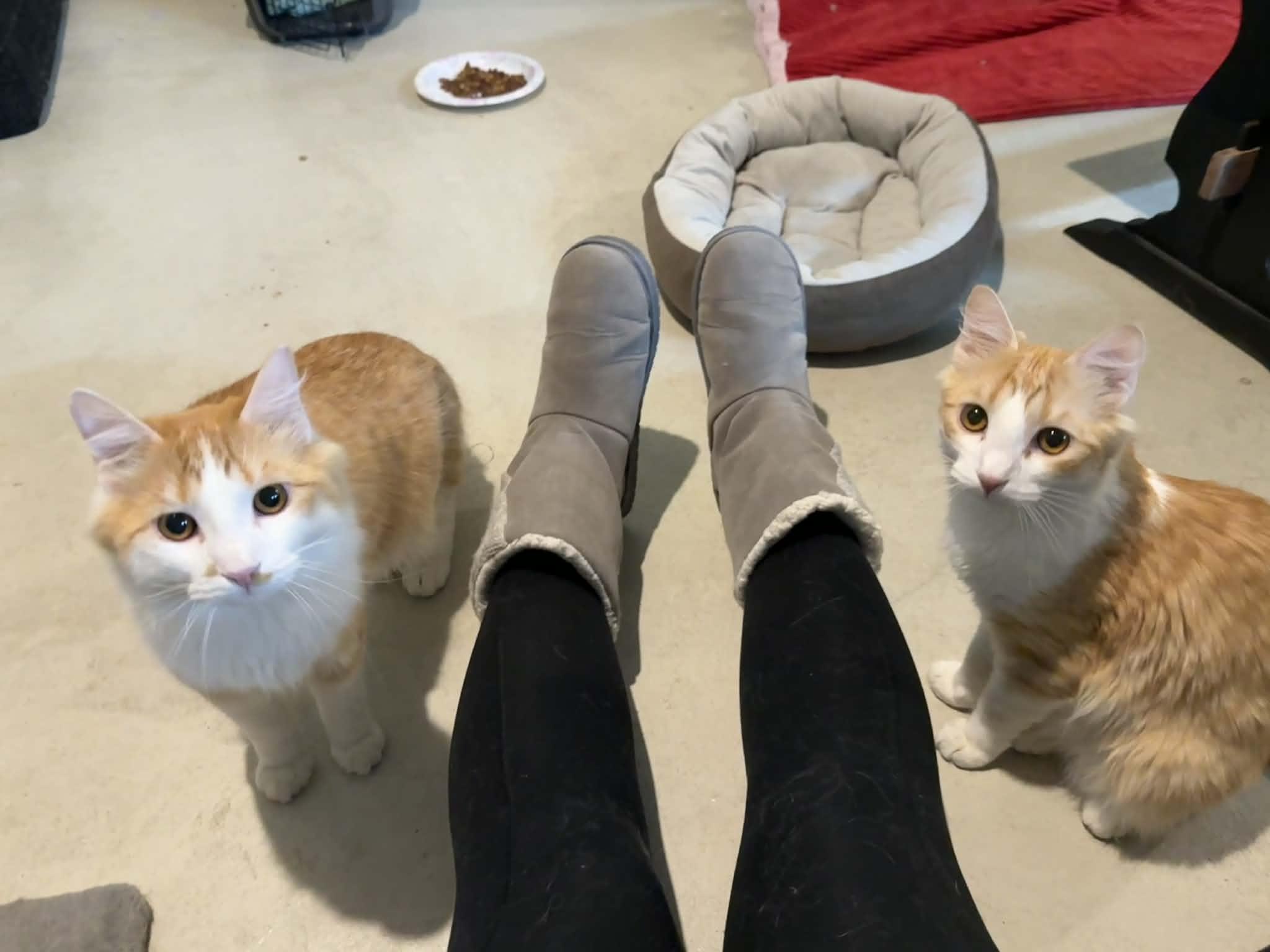 Crepes & Flapjacks- BONDED PAIR, adopted, Young Male Domestic Long Hair.