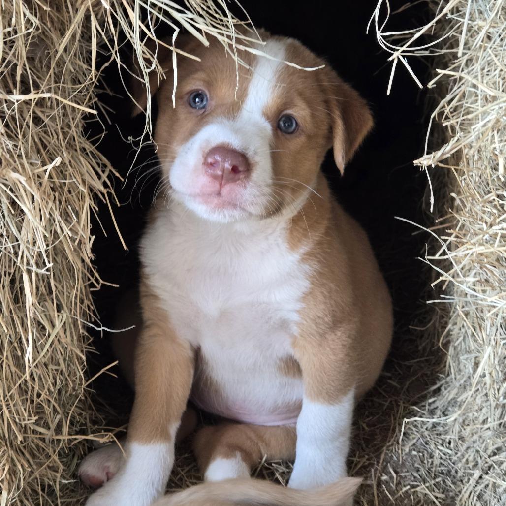 Rhea, Adoptable, Puppy Female Belgian Shepherd / Sheepdog.