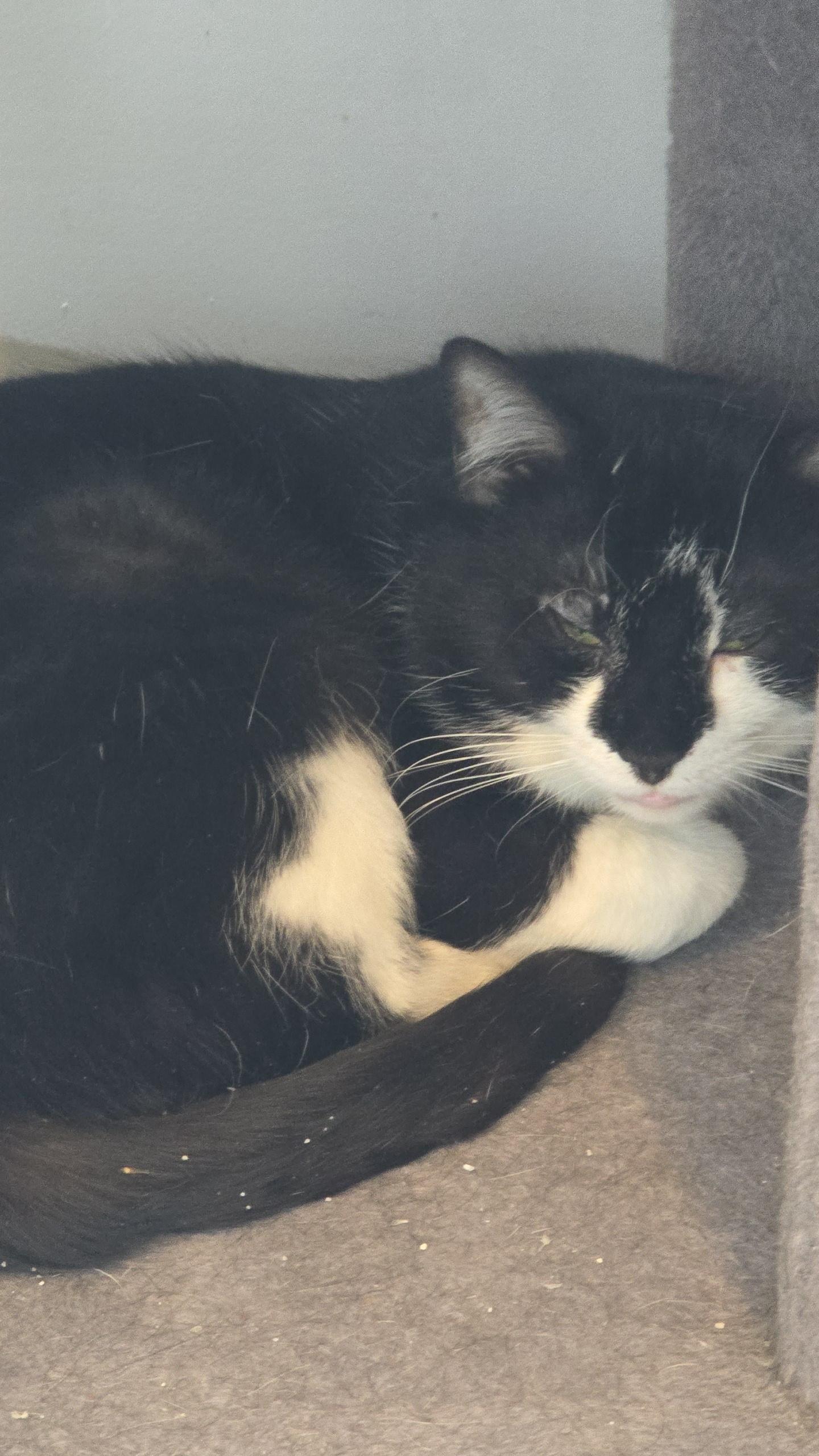 Enlarge Prince, a ADOPTABLE Domestic Short Hair in Stevensville, ON image 1/2