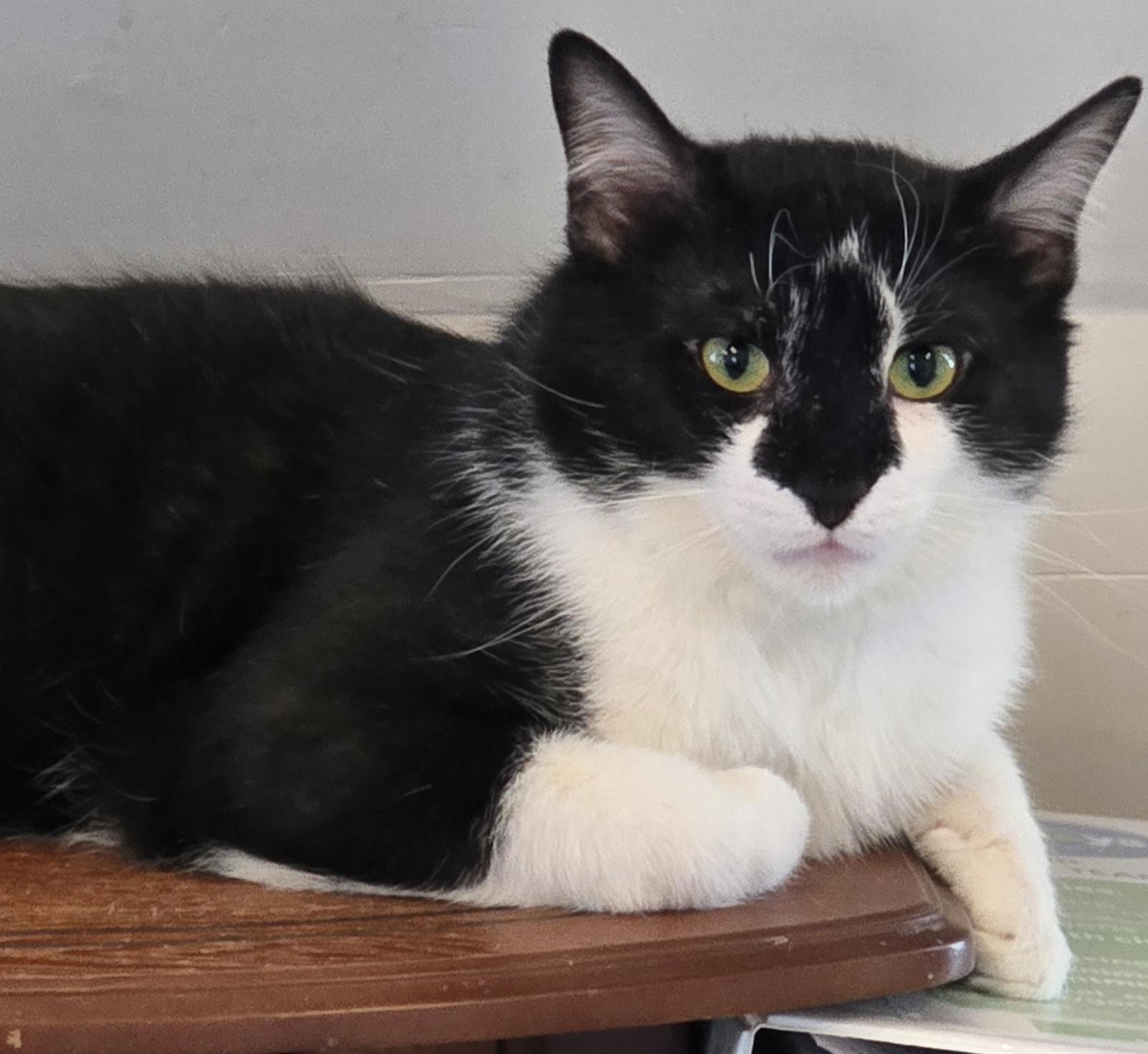 Prince, ADOPTABLE, Adult Male Domestic Short Hair.