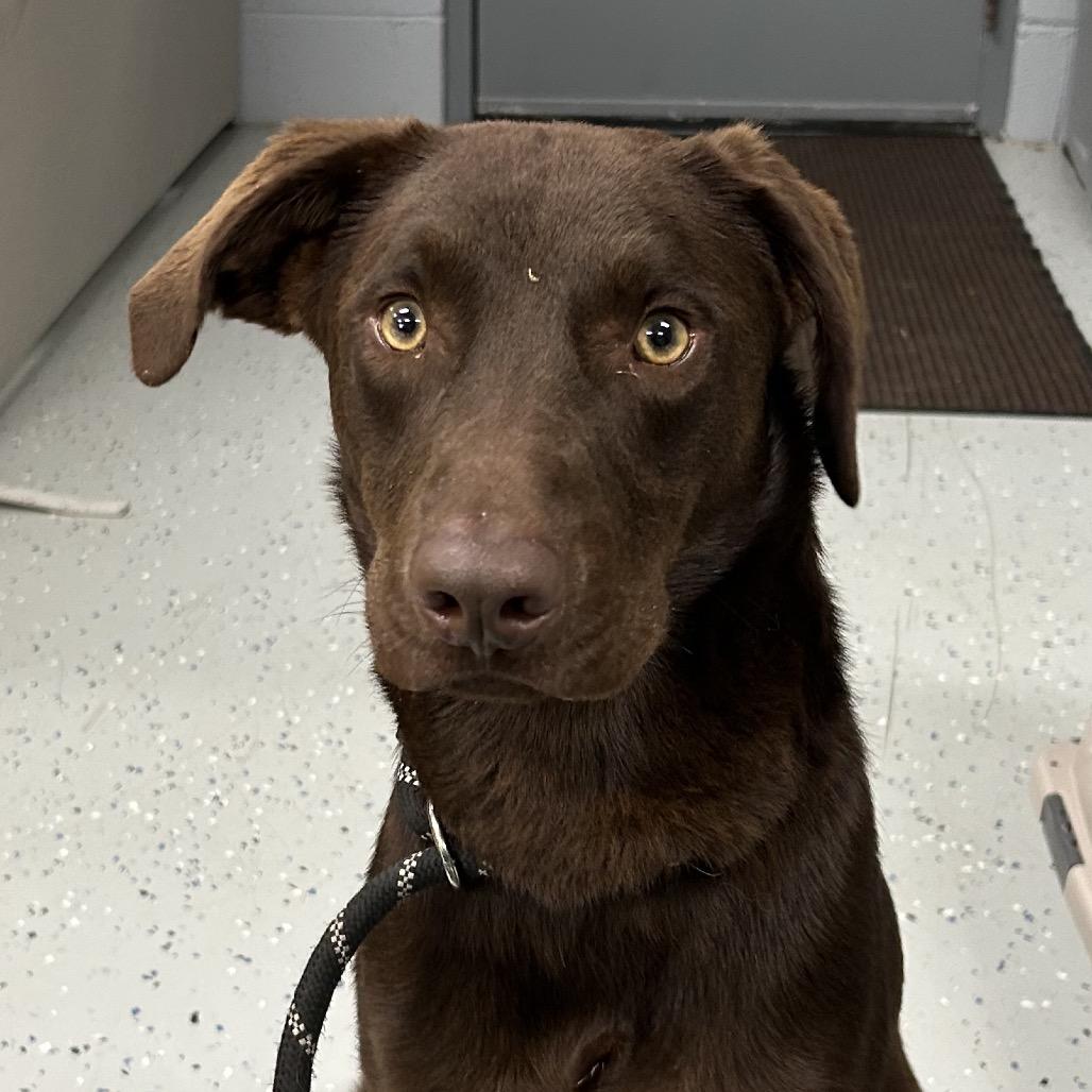 Enlarge Choco, a Adoptable Chocolate Labrador Retriever in Marion, VA image 1/6
