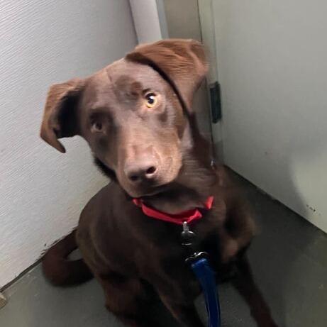 Enlarge Choco, a Adoptable Chocolate Labrador Retriever in Marion, VA image 5/6
