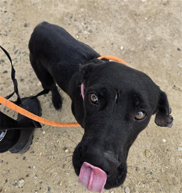 NALA, Adoptable, Adult Female Pit Bull Terrier.