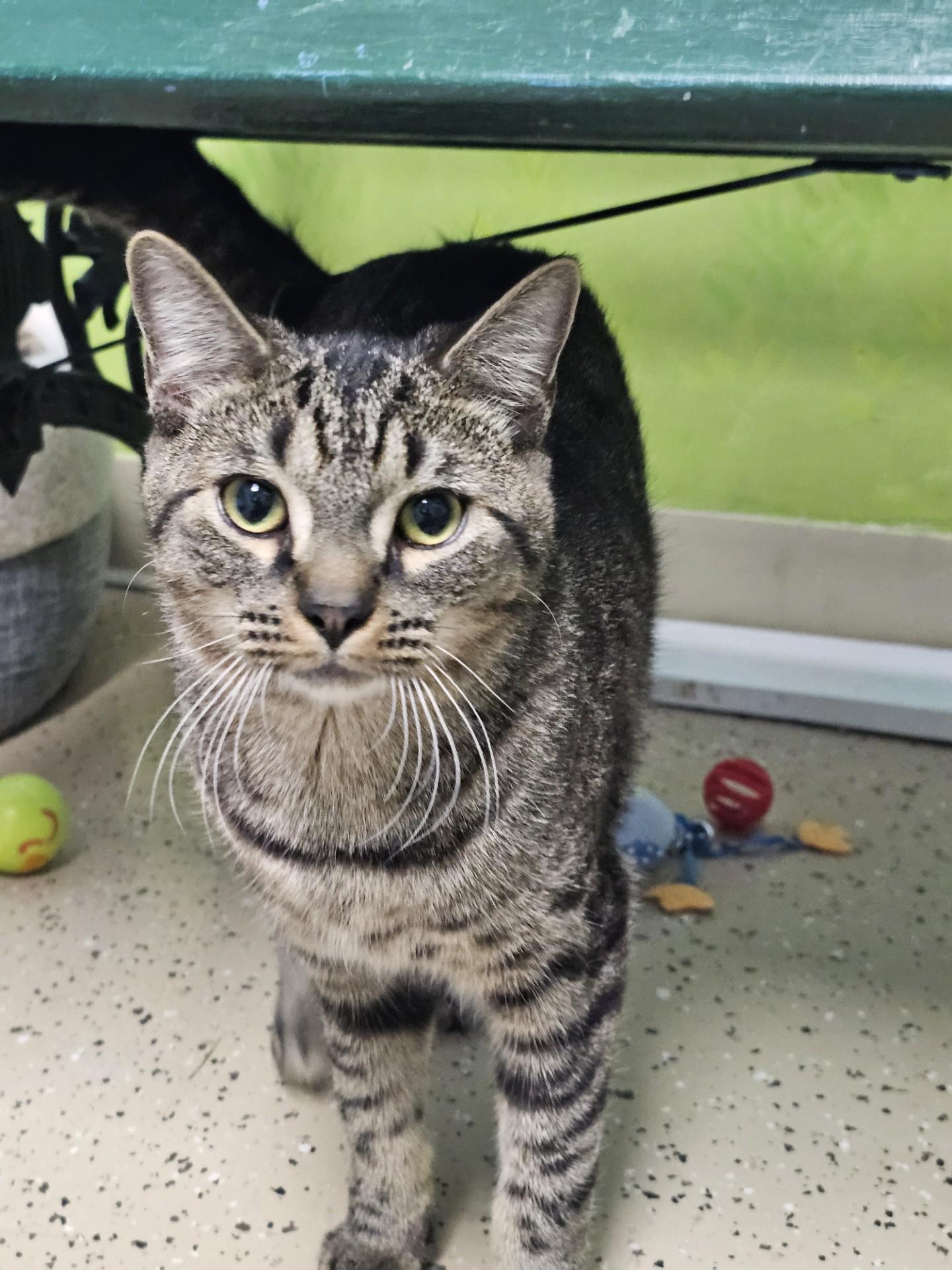 Enlarge Jack Tripper, an adopted Domestic Short Hair in Norwalk, CT image 2/3