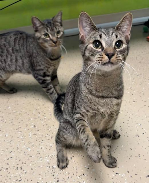 Enlarge Jack Tripper, an adopted Domestic Short Hair in Norwalk, CT image 3/3