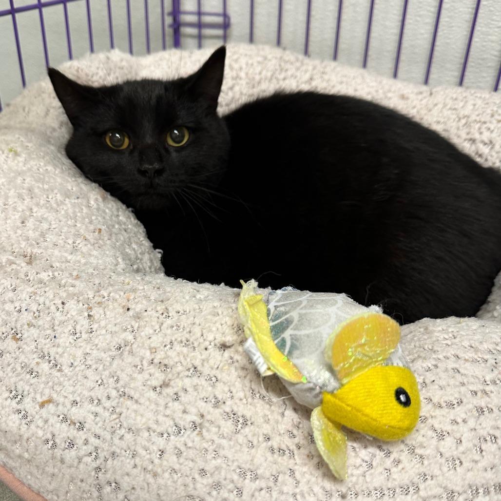 B.C., Adoptable, Young Male Domestic Medium Hair.