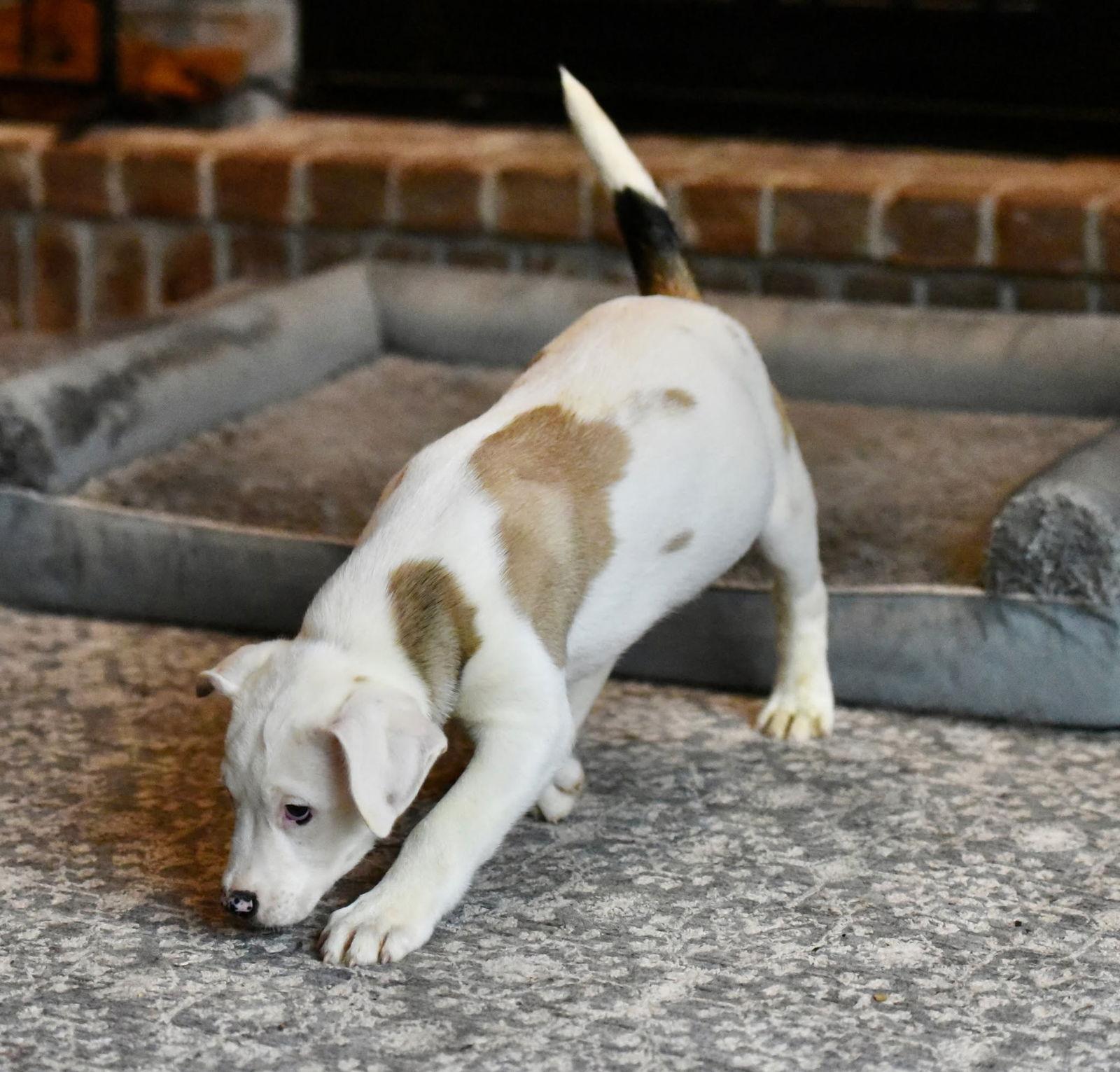 Enlarge Daxton, a Adopted mixed breed in Mechanicsburg, PA image 1/3