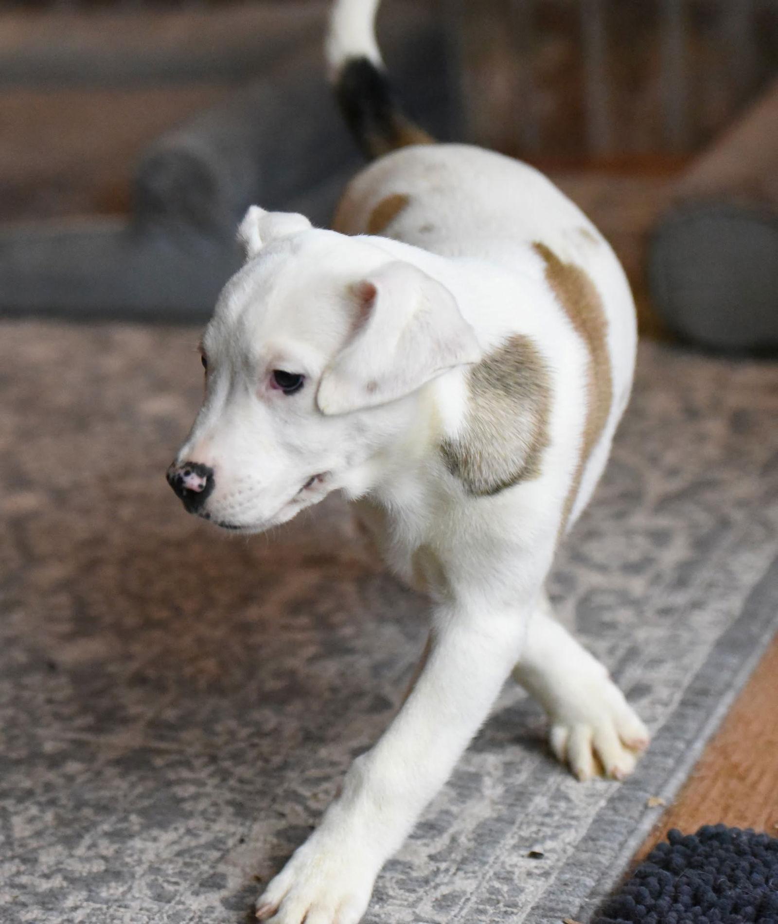 Enlarge Daxton, a Adopted mixed breed in Mechanicsburg, PA image 2/3