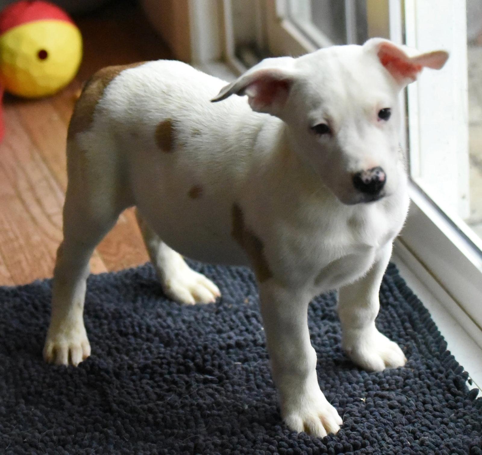 Enlarge Daxton, a Adopted mixed breed in Mechanicsburg, PA image 3/3