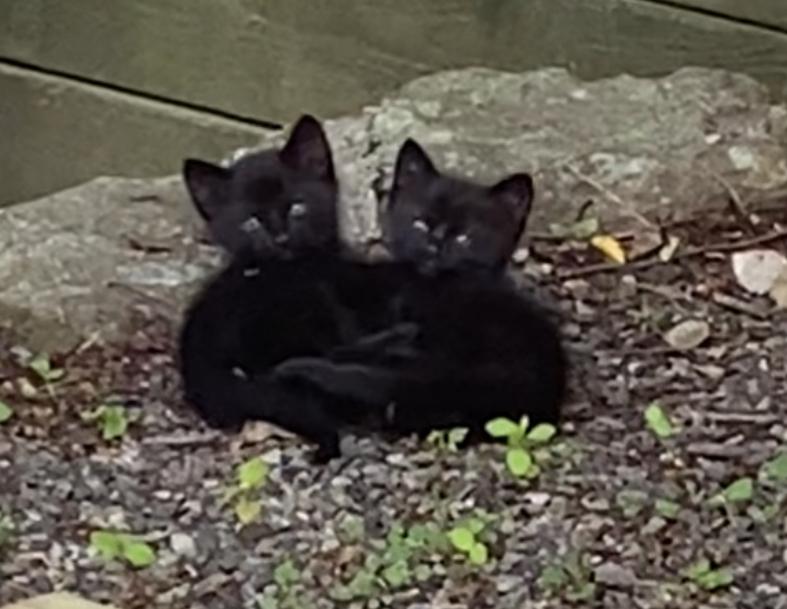 Little Pumas