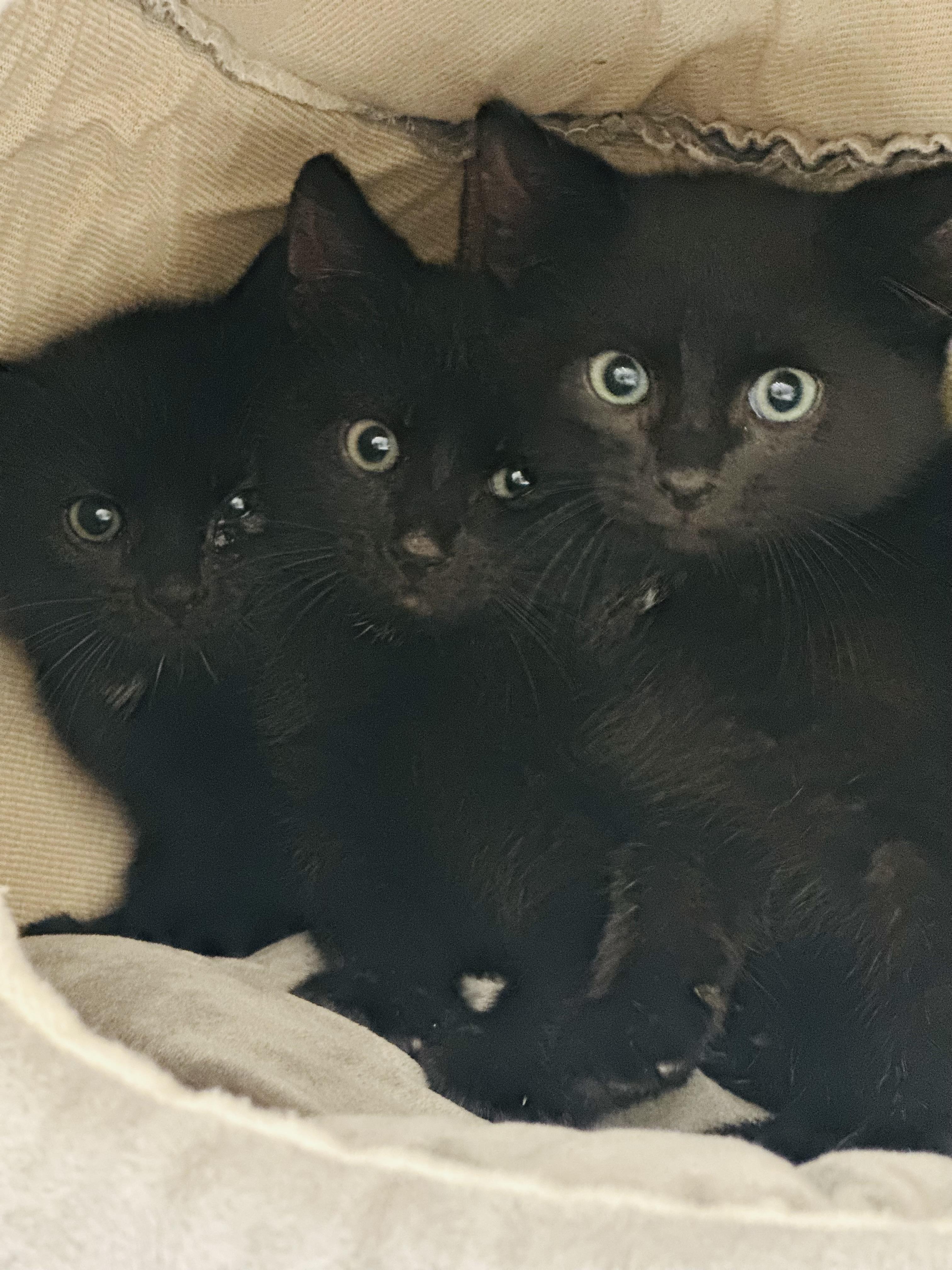 Little Pumas