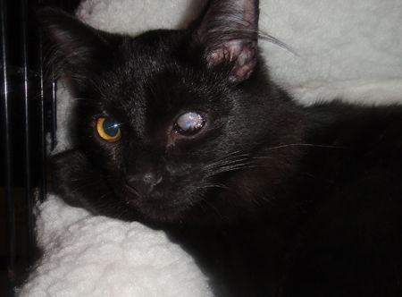 Enlarge Blackjack, a Adoptable Domestic Medium Hair in Newport Beach, CA image 1/2