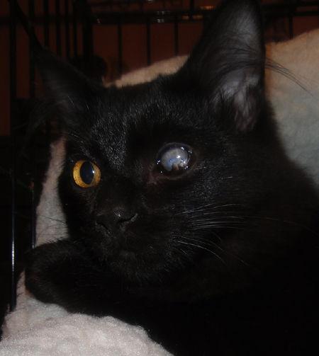 Enlarge Blackjack, a Adoptable Domestic Medium Hair in Newport Beach, CA image 2/2
