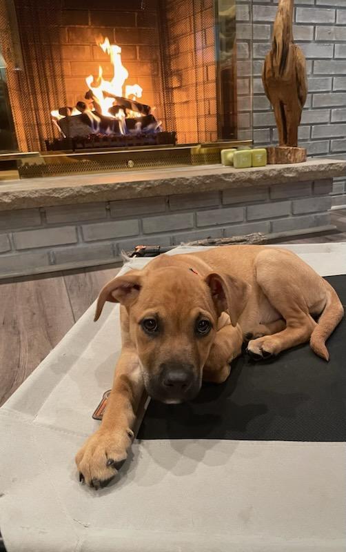 Enlarge Sammie, an adopted mixed breed in Downers Grove, IL image 3/6