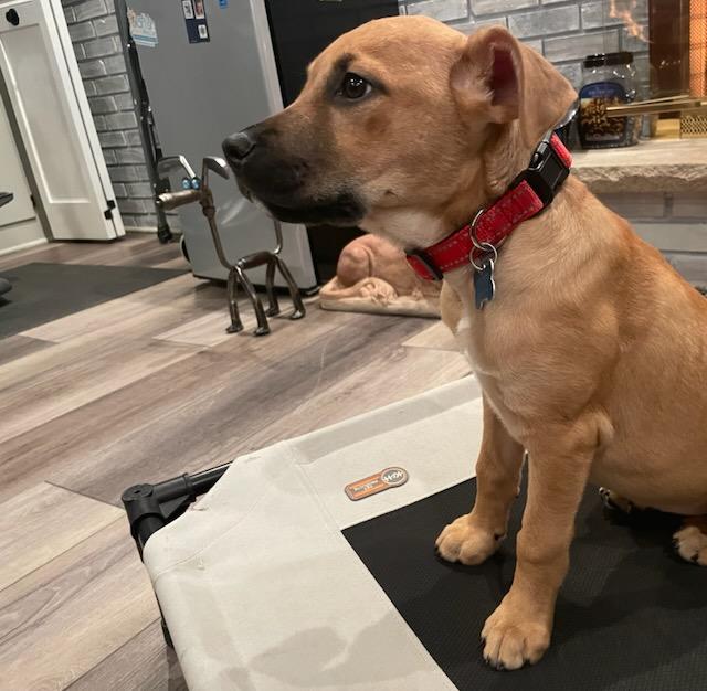 Enlarge Sammie, an adopted mixed breed in Downers Grove, IL image 4/6