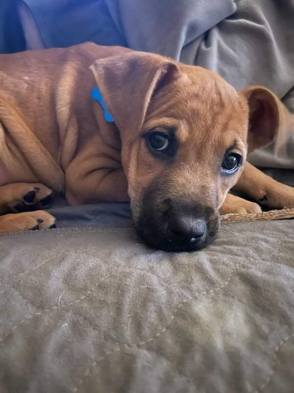 Enlarge Sammie, an adopted mixed breed in Downers Grove, IL image 6/6