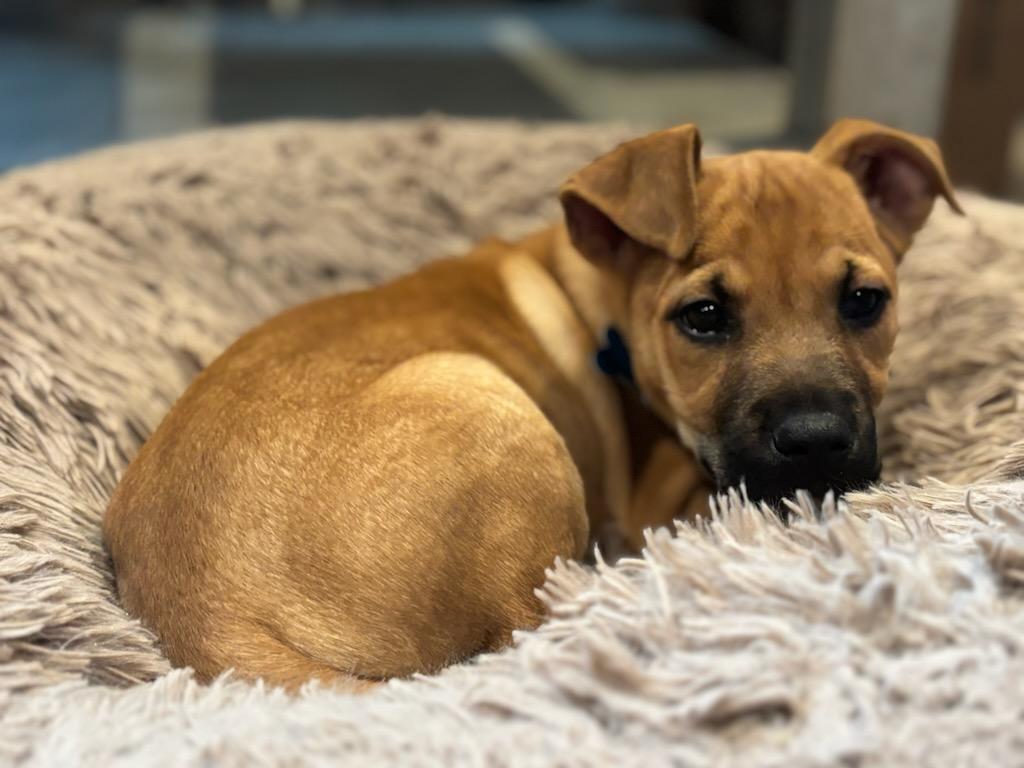 Enlarge Sammie, an adopted mixed breed in Downers Grove, IL image 2/6