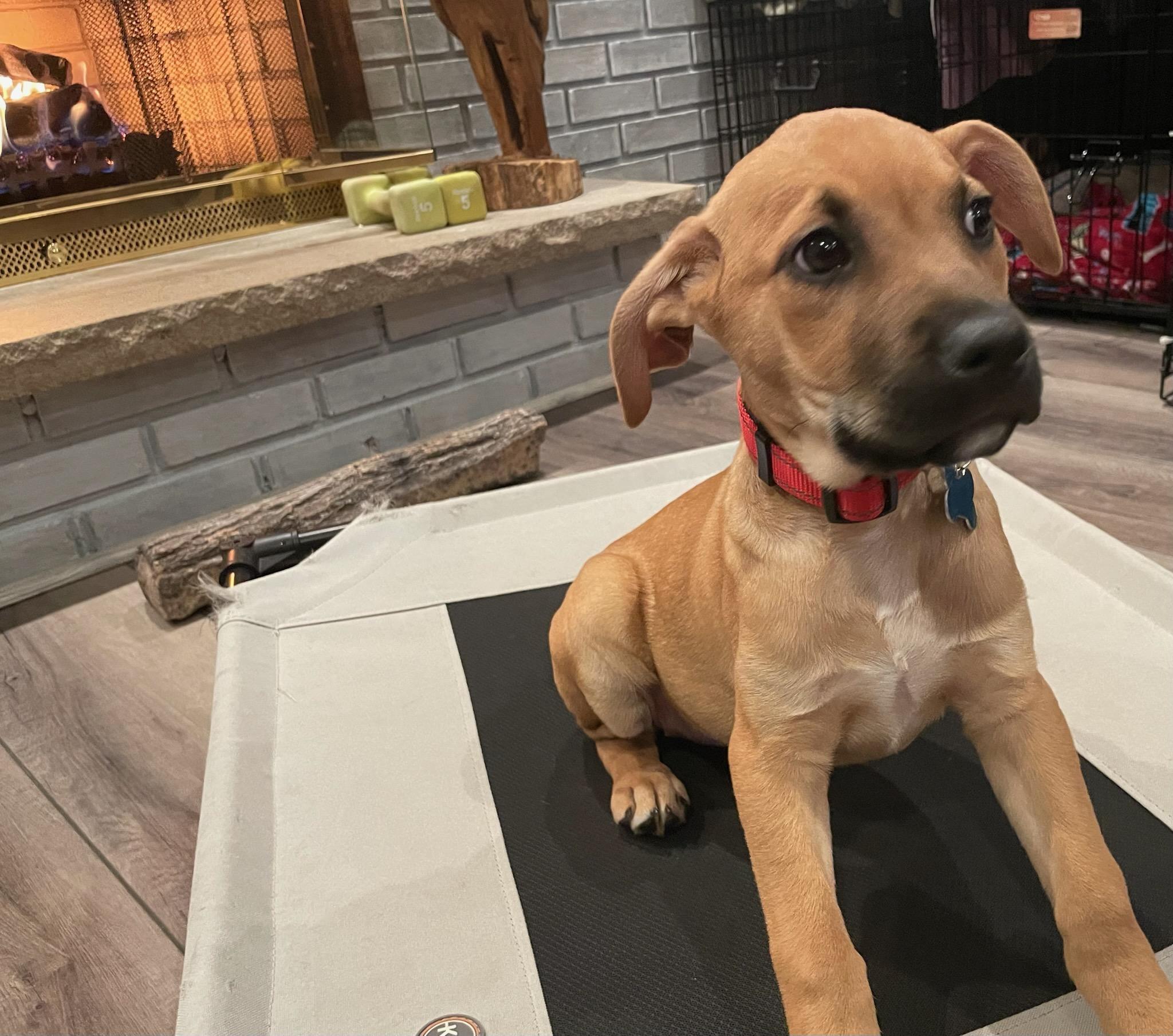 Enlarge Sammie, an adopted mixed breed in Downers Grove, IL image 5/6