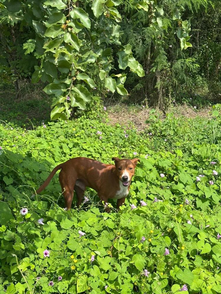 Coliseo — thumbnail 2