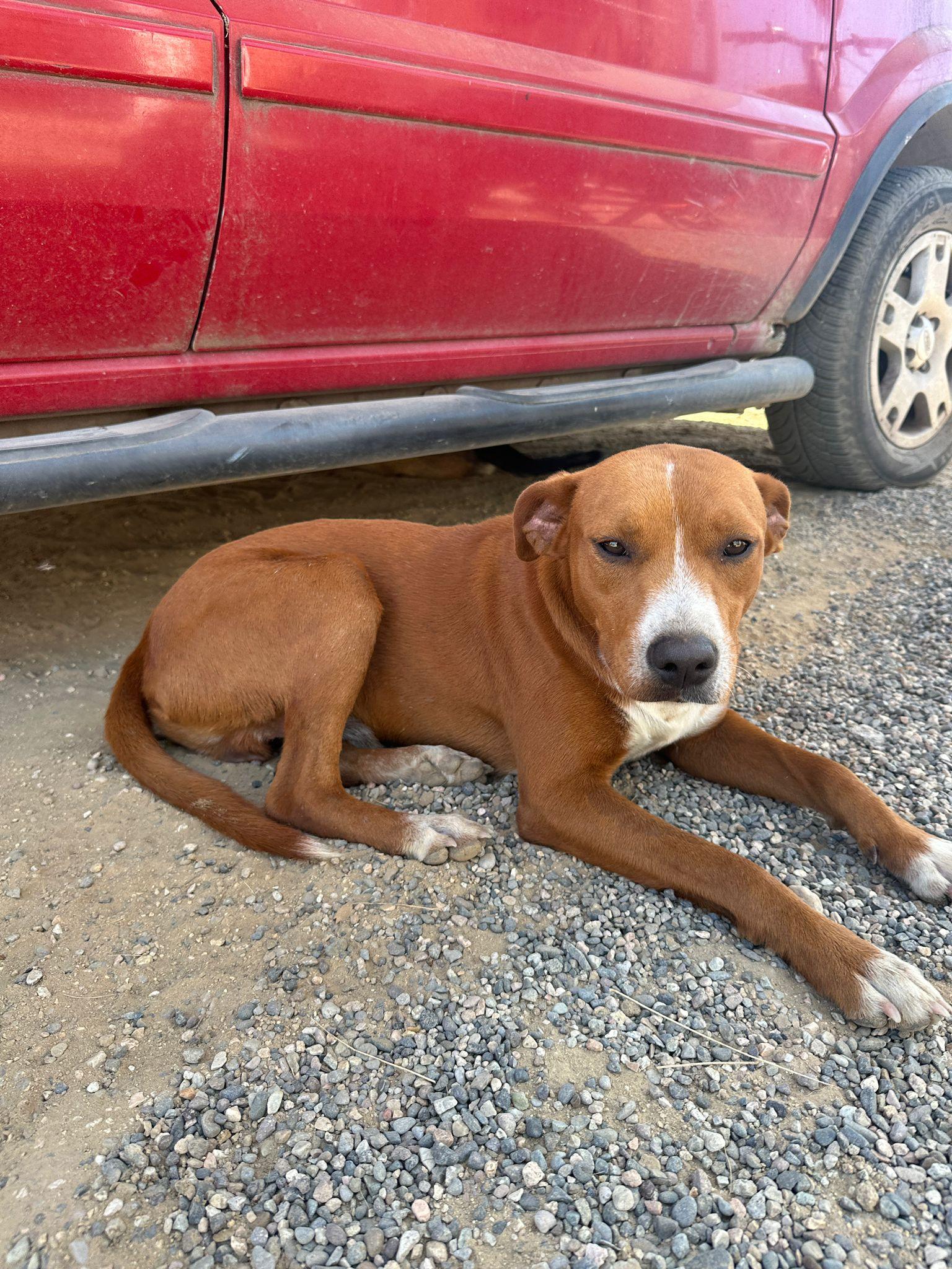 Coliseo — thumbnail 5