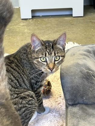 Meghie, a Adoptable Domestic Short Hair in Picayune, MS image 1/3