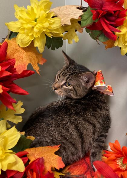 Meghie, a Adoptable Domestic Short Hair in Picayune, MS image 2/3