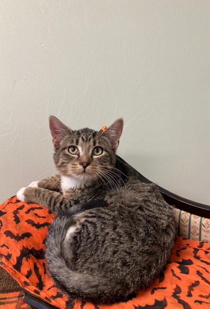 Meghie, a Adoptable Domestic Short Hair in Picayune, MS image 3/3