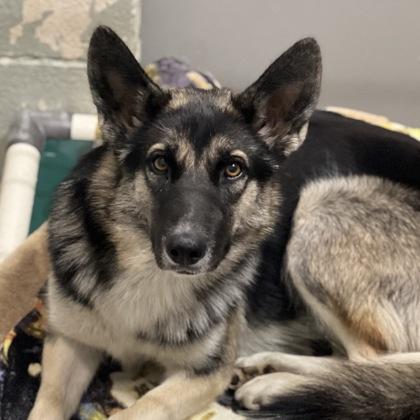 Care Bear, an adoptable mixed breed in Sacramento, CA image 5/5