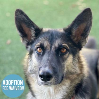 Care Bear, adoptable, Young Female German Shepherd Dog.