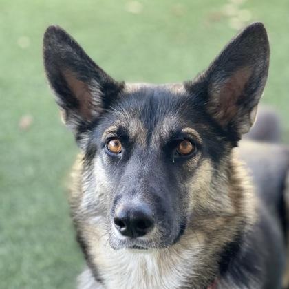 Care Bear, an adoptable mixed breed in Sacramento, CA image 2/5