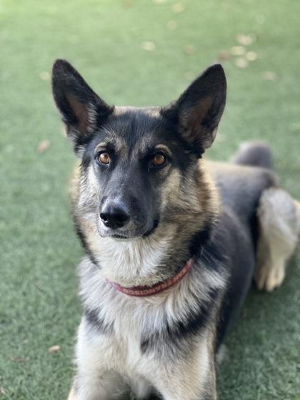 Care Bear, an adoptable mixed breed in Sacramento, CA image 3/5