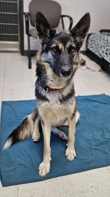Care Bear, an adoptable mixed breed in Sacramento, CA image 4/5