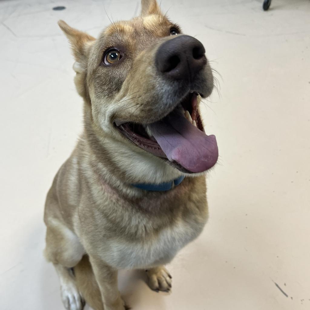 Enlarge Rooti Tooti, a Adoptable Mixed Breed in State College, PA image 1/2