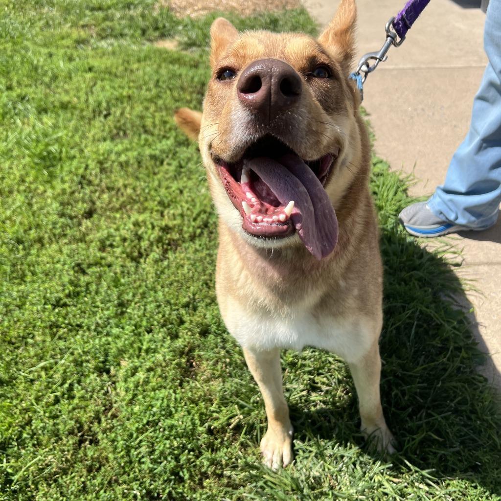 Enlarge Rooti Tooti, a Adoptable Mixed Breed in State College, PA image 2/2