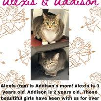 Enlarge Alexis and Addison, a Adoptable Domestic Short Hair in Lincoln, MI image 1/2
