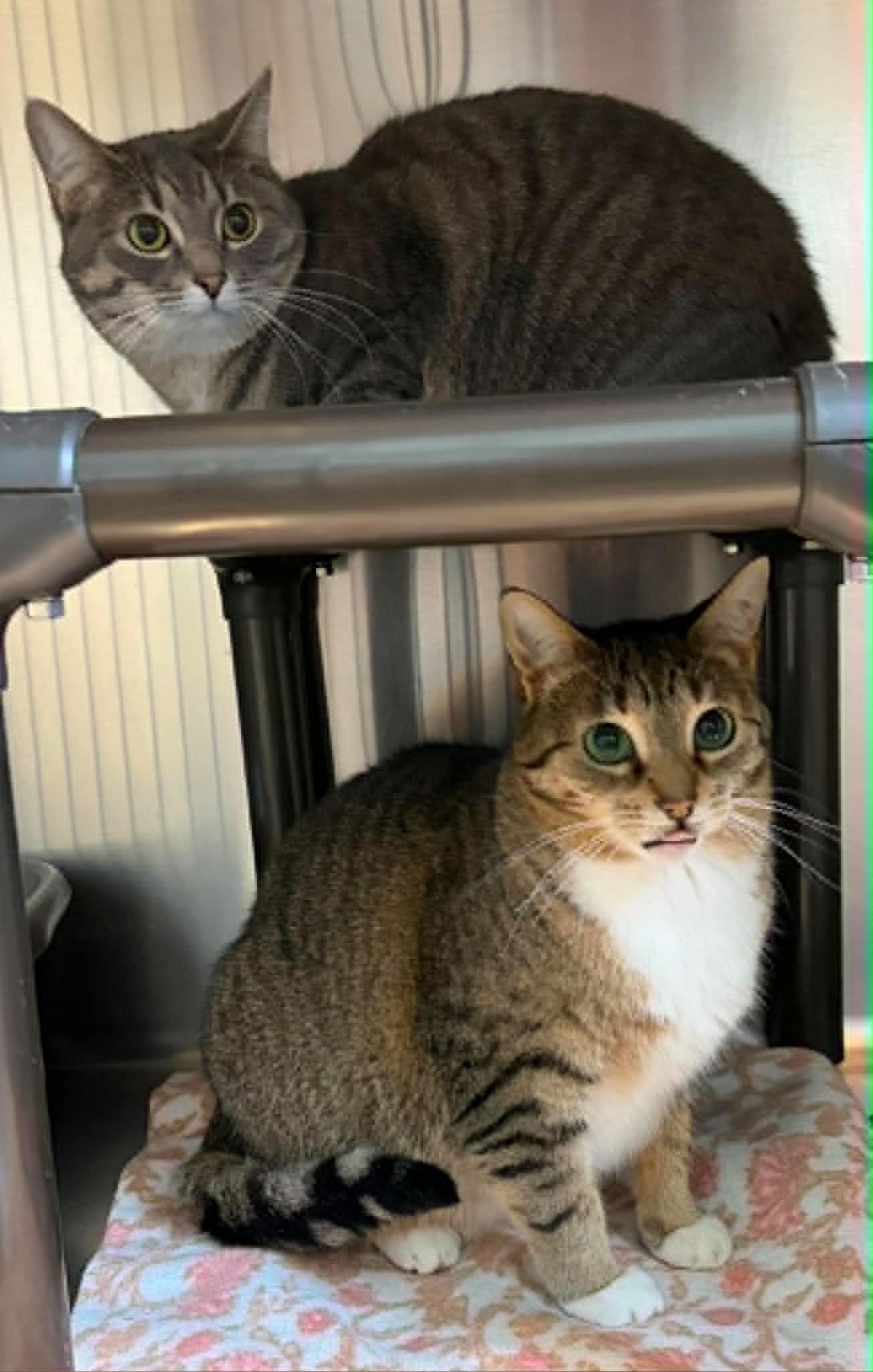 Alexis and Addison, Adoptable, Young Female Domestic Short Hair.