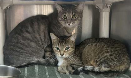 Enlarge Alexis and Addison, a Adoptable Domestic Short Hair image 1/1