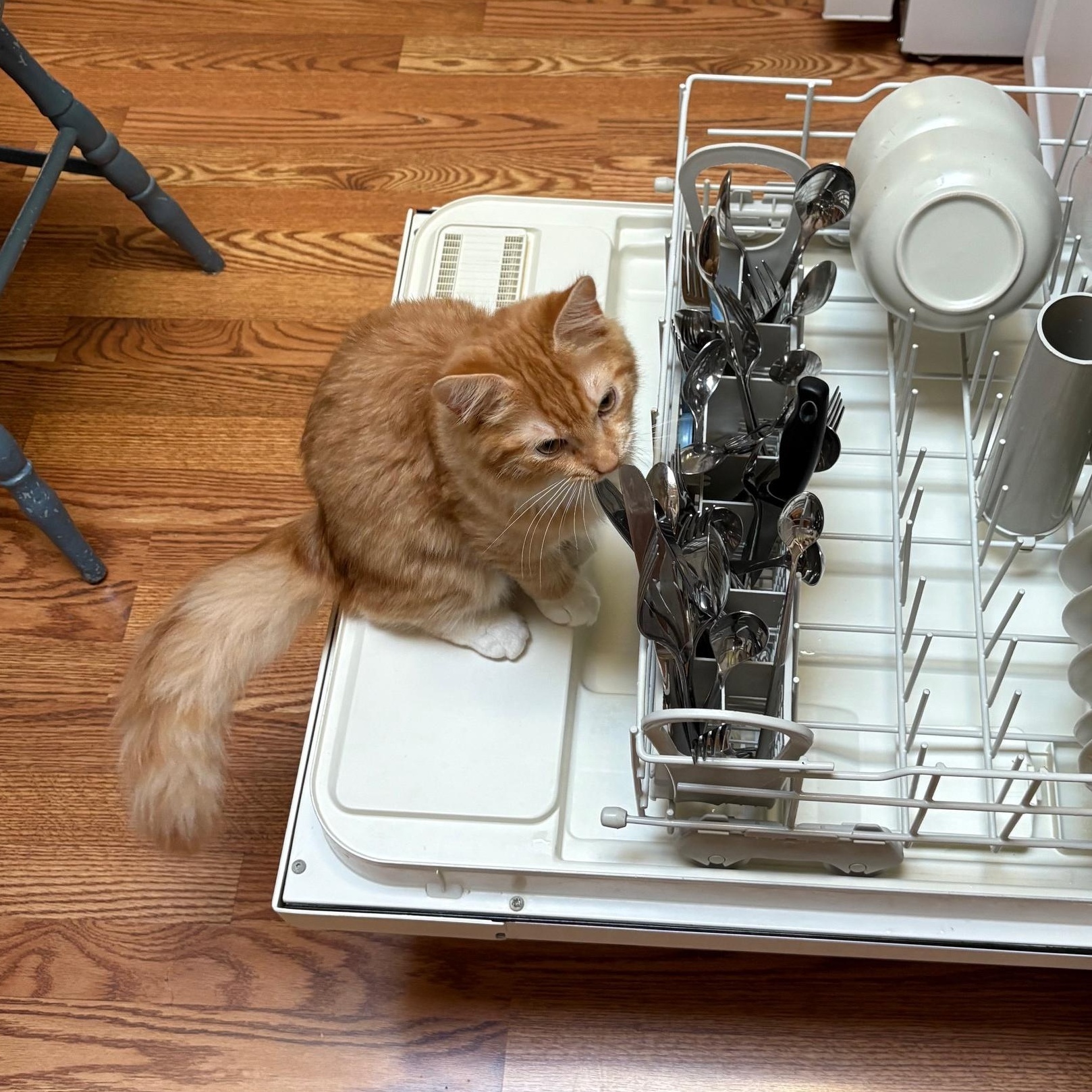 Enlarge Delaney, a Adopted Domestic Long Hair in Stafford, VA image 5/6