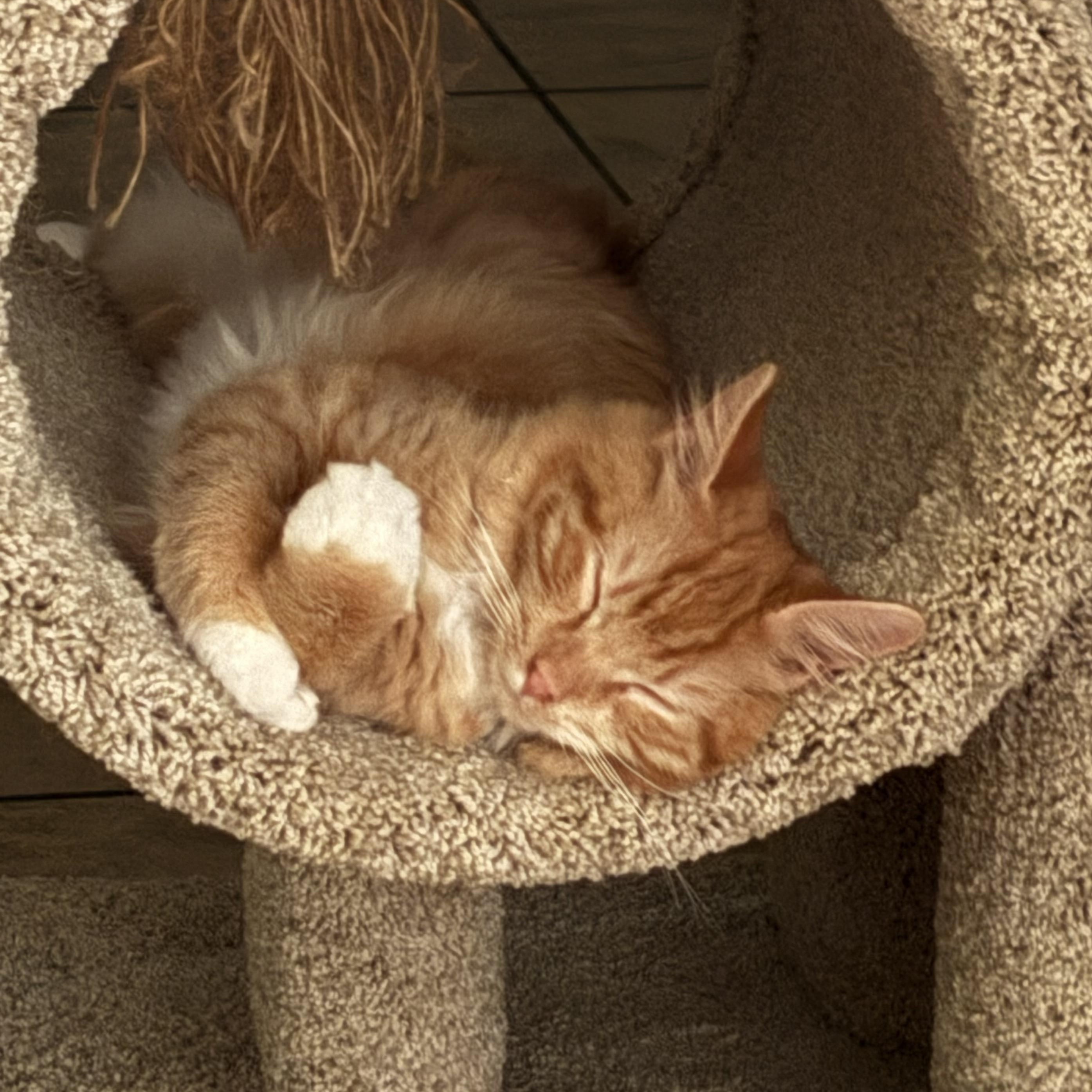 Enlarge Delaney, a Adopted Domestic Long Hair in Stafford, VA image 4/6